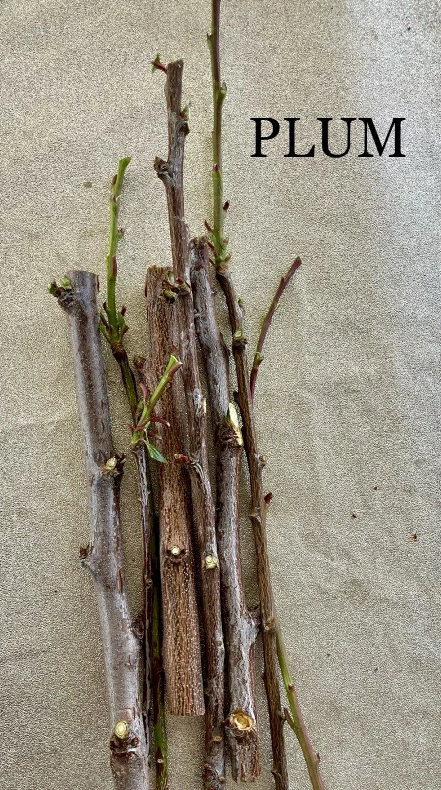 Plum Tree Cuttings for Rooting and Grafting – Prunus domestica – Deciduous Fruit Tree, 6-8 Inches