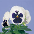 Pansy Seeds - 50 Viola tricolor Majestic Blue and White Flower Seeds for Garden Beds & Containers