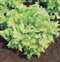 Leaf Lettuce Seeds Simpson BS – Heirloom Non-GMO, Loose-Leaf, Lactuca sativa, 100 Seeds