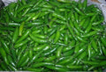 Serrano Pepper Plant - Everbearing Hot Variety - Capsicum annuum - Fresh Peppers for Salsas & Cooking