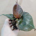 Rare Philodendron Red Heart - Live Tropical Houseplant in 3” Pot - Philodendron erubescens, Vibrant Red Leaves