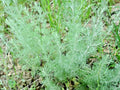 Wormwood Seeds, Perennial Herb, Pest & Mosquito Repellent, Artemisia absinthium, 2000+ Seeds for Garden & Herbal Use