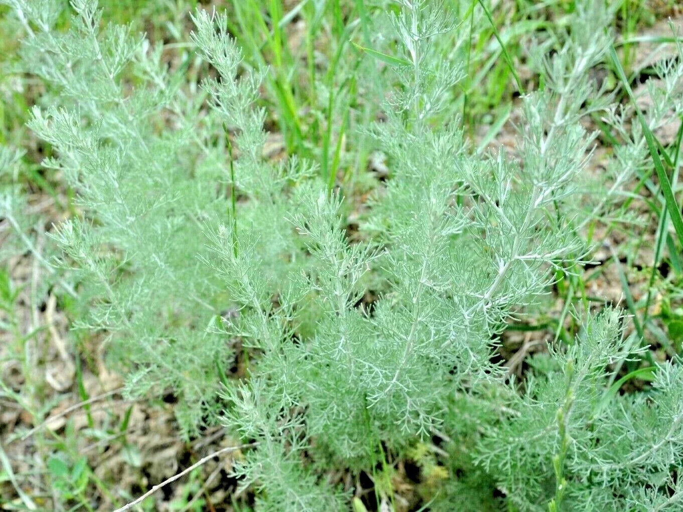 Wormwood Seeds, Perennial Herb, Pest & Mosquito Repellent, Artemisia absinthium, 2000+ Seeds for Garden & Herbal Use