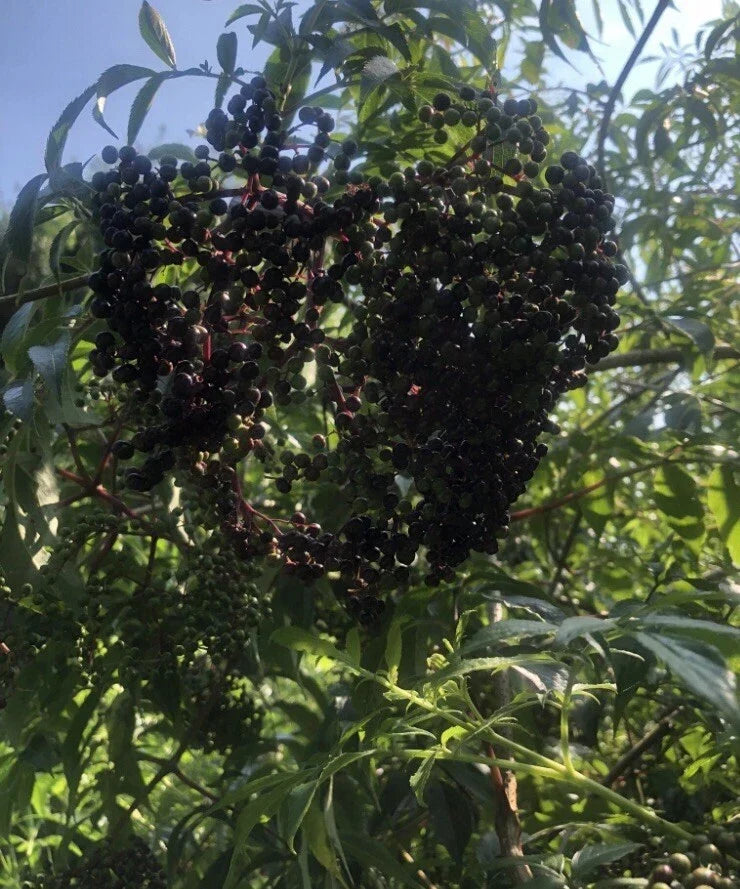 American Elderberry Cuttings 12 Pack Sambucus canadensis Edible Wildflower Shrubs for Garden and Wildlife