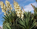 Yucca filamentosa Bare Root Plant – 15-20 Inches Tall, Indoor & Outdoor Drought-Tolerant Garden Plant