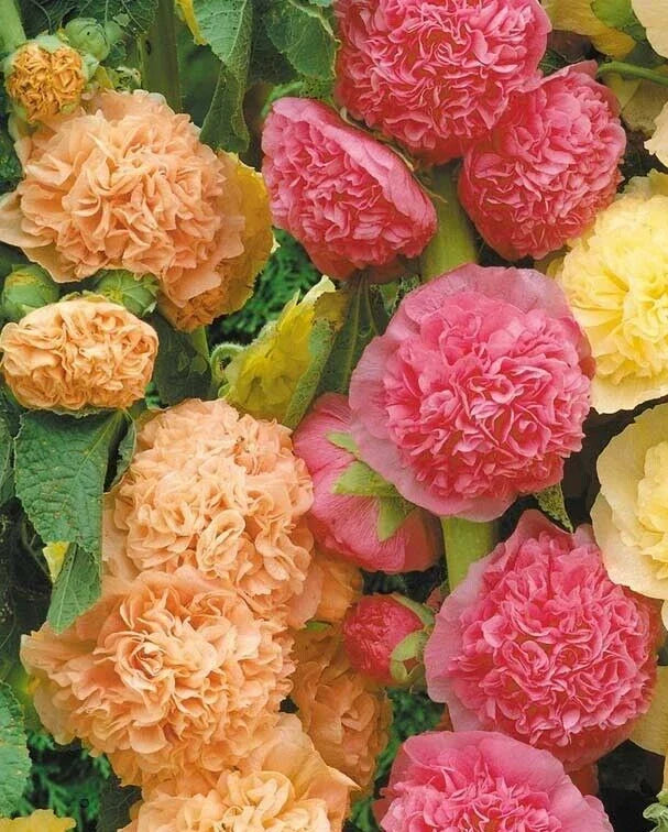 Hollyhock Seeds 25 Pack - Alcea rosea 'Chater's Double Mix' Colorful Perennial Flowering Garden Seeds