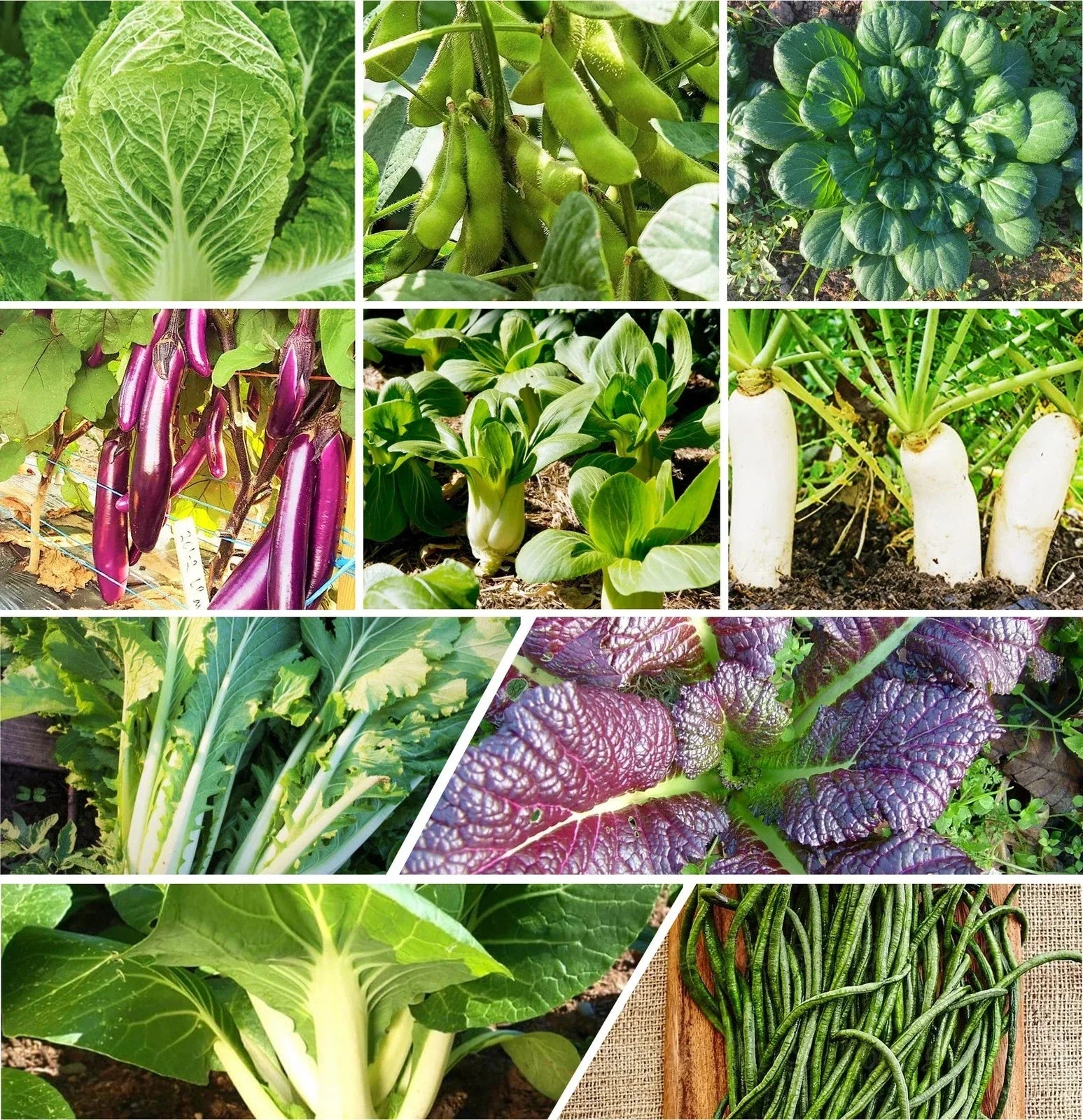 Asian Vegetable Seeds Mix - 10 Non-GMO Heirloom Seed Pack for Organic Gardening, Home Garden, Container, Raised Bed