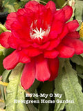 Rooted Epiphyllum Orchid Cactus “My O My” in 4” Pot | Indoor Tropical Houseplant | Rare Epiphyllum spp.
