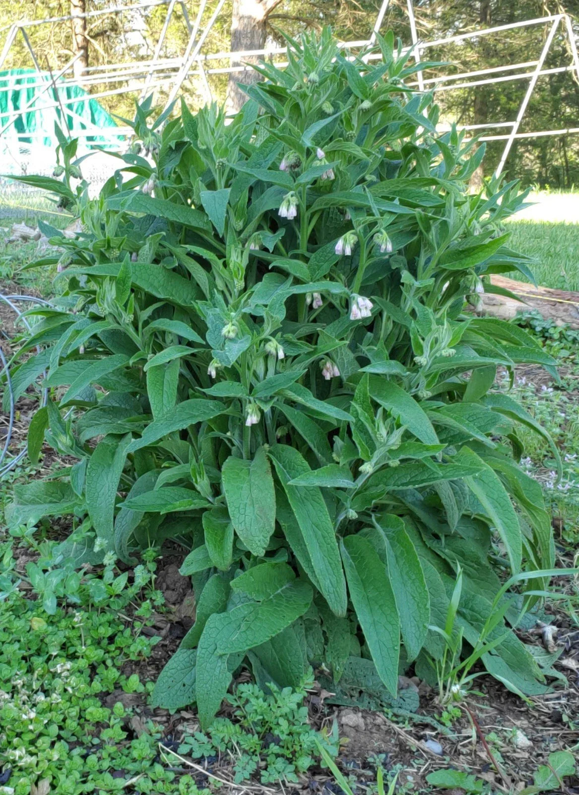 Russian Comfrey Root Cuttings - Bocking #4, Perennial Herb, Symphytum × uplandicum, Non-invasive, Organic Gardening
