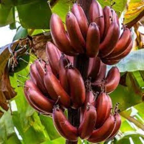 Small Rooted Starter Plant - BORDELON Banana Tree - Musa acuminata - Tropical Fruit Plant for Garden or Patio