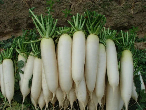 White Icicle Radish Seeds - 5 Inch Fruit, Crisp & Mild Flavor, Raphanus sativus, Fast-Growing Vegetable, 100 Seeds