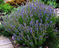 Hyssop Herb Seeds - 100 Packets, Aromatic, Decorative, Herbal Remedy, Hyssopus officinalis