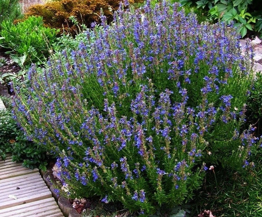 Hyssop Herb Seeds - 100 Packets, Aromatic, Decorative, Herbal Remedy, Hyssopus officinalis
