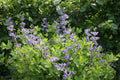 Blue Wild Indigo Seeds - Baptisia australis, Native Perennial Flower Seeds, Indigo Blue, 50 Count for Gardens and Landscaping