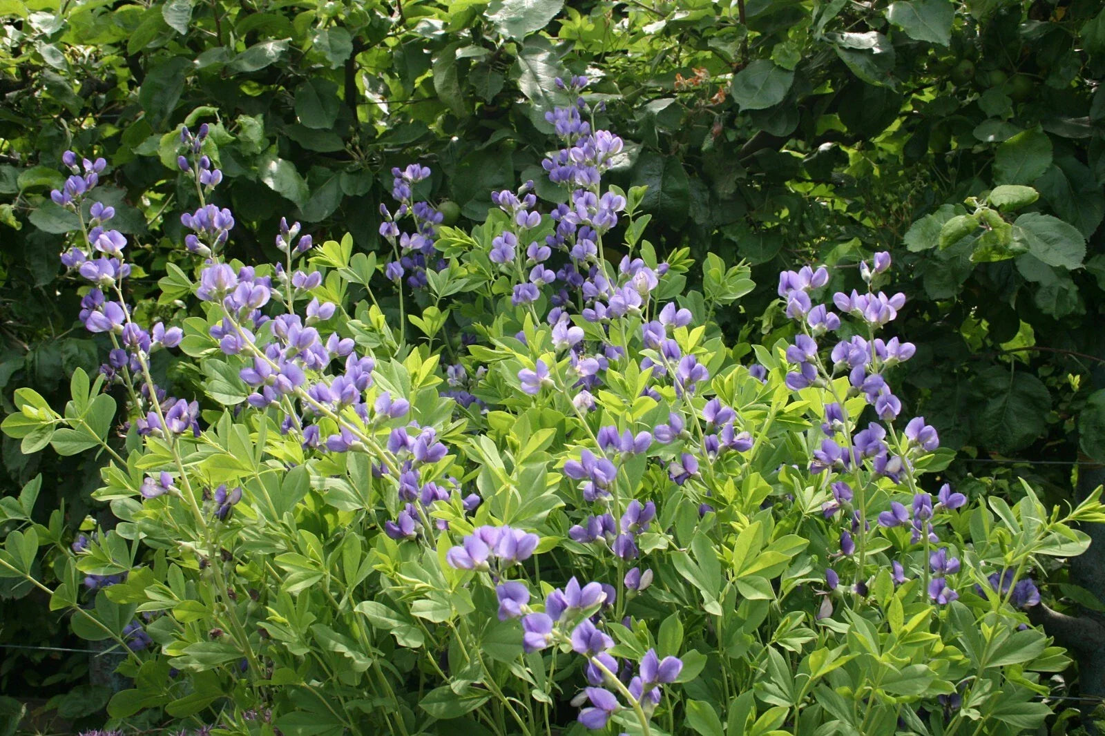 Blue Wild Indigo Seeds - Baptisia australis, Native Perennial Flower Seeds, Indigo Blue, 50 Count for Gardens and Landscaping