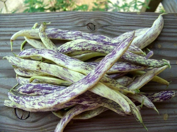 Dragon's Tongue Wax Bush Beans Seeds – Heirloom, Large Cream & Purple Pods, Non-GMO, Phaseolus vulgaris