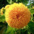 Dwarf Teddy Bear Sunflower Seeds - Non-GMO Heirloom, Helianthus annuus, Compact, Fluffy, Pollinator-Friendly, Container, Border Plant