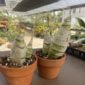 Rare Cyrtopodium Diserathum Orchid - Live Bare Root Import, Exotic Orchid for Collectors, Vibrant Blooms, Epiphytic, Central America
