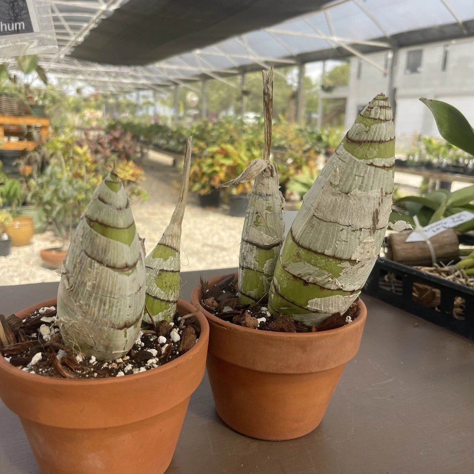 Rare Cyrtopodium Diserathum Orchid - Live Bare Root Import, Exotic Orchid for Collectors, Vibrant Blooms, Epiphytic, Central America
