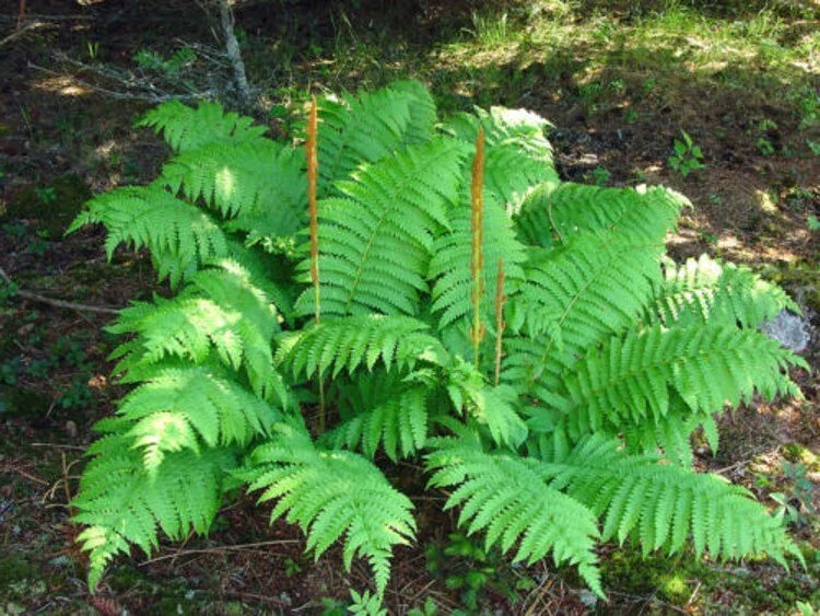 Cinnamon Fern Rhizome Roots 5" Osmundastrum Cinnamomeum Blue-Green Fronds Hardy Perennial Plant