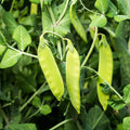 Oregon Sugar Pod II Snow Pea Seeds Heirloom Non-GMO Garden Seeds Pisum sativum
