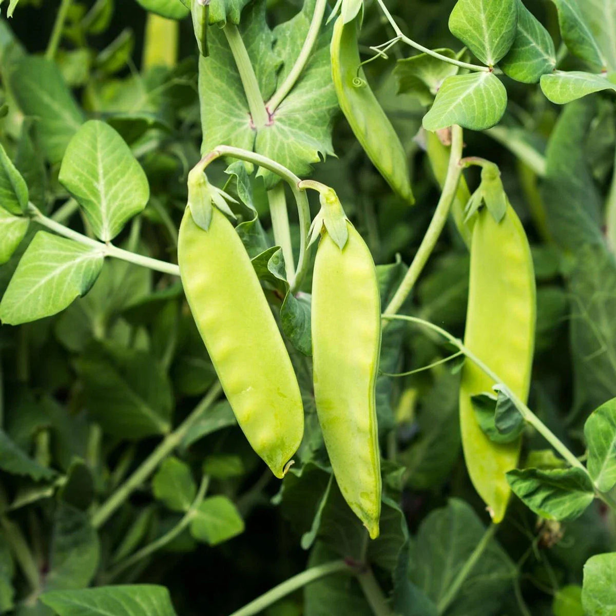 Oregon Sugar Pod II Snow Pea Seeds Heirloom Non-GMO Garden Seeds Pisum sativum