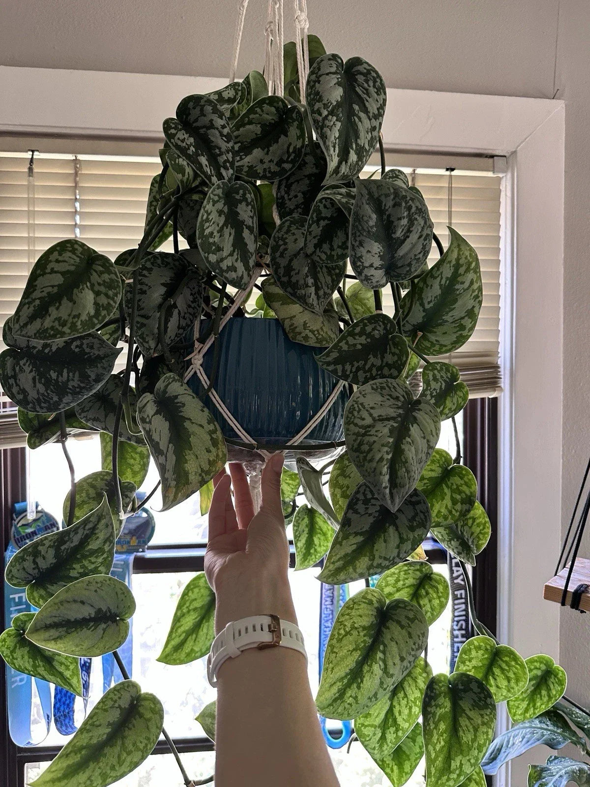 Scindapsus Pictus Exotica Silver Rooted Cuttings - Indoor Houseplant, Easy Care, Air-Purifying, Vining, Green and Silver Variegation