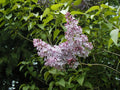 Lilac Old Fashioned Bush Seeds Syringa vulgaris Heirloom Flower Seeds for Gardens 140 Pack