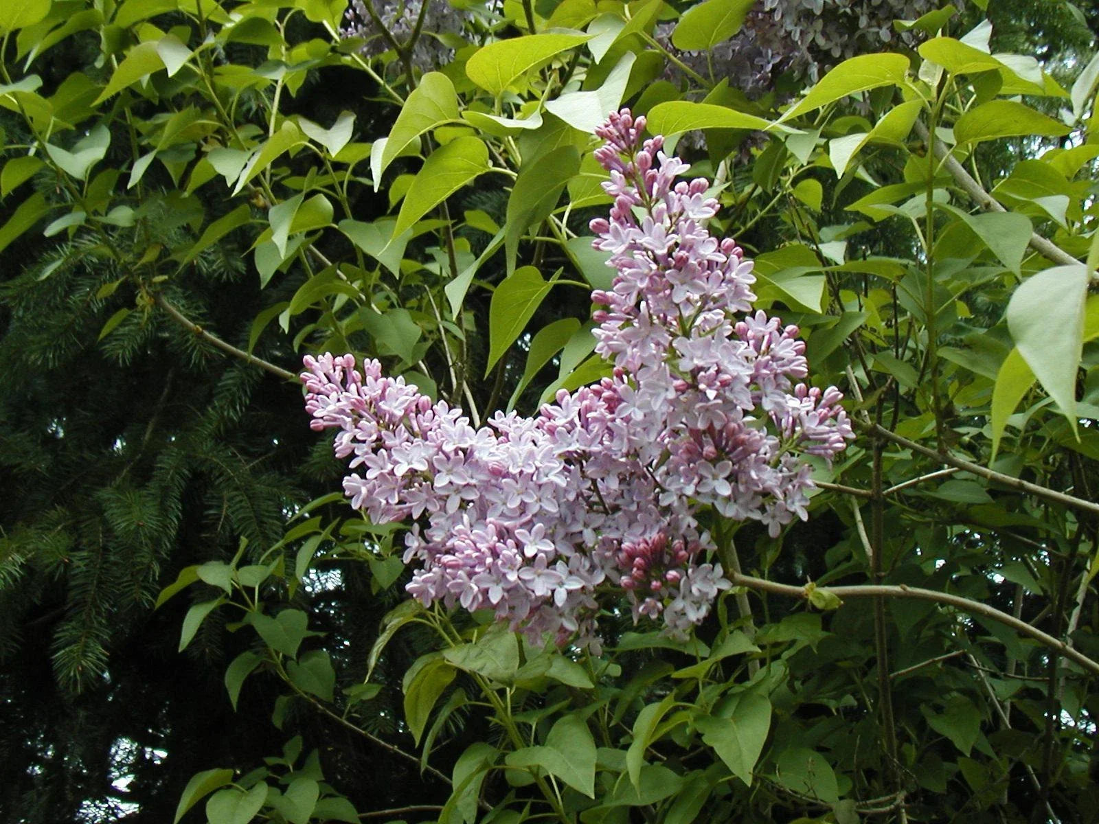 Lilac Old Fashioned Bush Seeds Syringa vulgaris Heirloom Flower Seeds for Gardens 140 Pack
