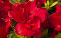 Encore Autumn Bonfire Azalea Starter Plant - Blood Red Flowers - Deciduous Rhododendron 'Autumn Bonfire' in 1-Gallon Pot