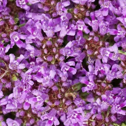 Creeping Thyme Seeds - 1,000 Non-GMO Thymus serpyllum Ground Cover, Dwarf, Fragrant Blooms, Pollinator Attractant