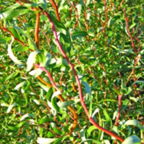 Scarlet Curls Willow Live Plant - 12+ Inches, Curly Branches, Ornamental Tree, Salix Matsudana x S. Alba for Garden & Landscape