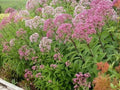 Joe Pye Weed Seeds - Organic Eutrochium purpureum Perennial Seeds for Pollinator Gardens, 200 Pack, USA Grown