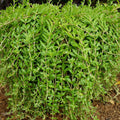 50 Sedum Sarmentosum Cuttings | Fast Growing Creeping Perennial Edible Plant