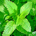 Lemon Balm Seeds, Non-GMO Perennial, Citronella, Insect Repellent, Melissa officinalis, 2000+ Seeds