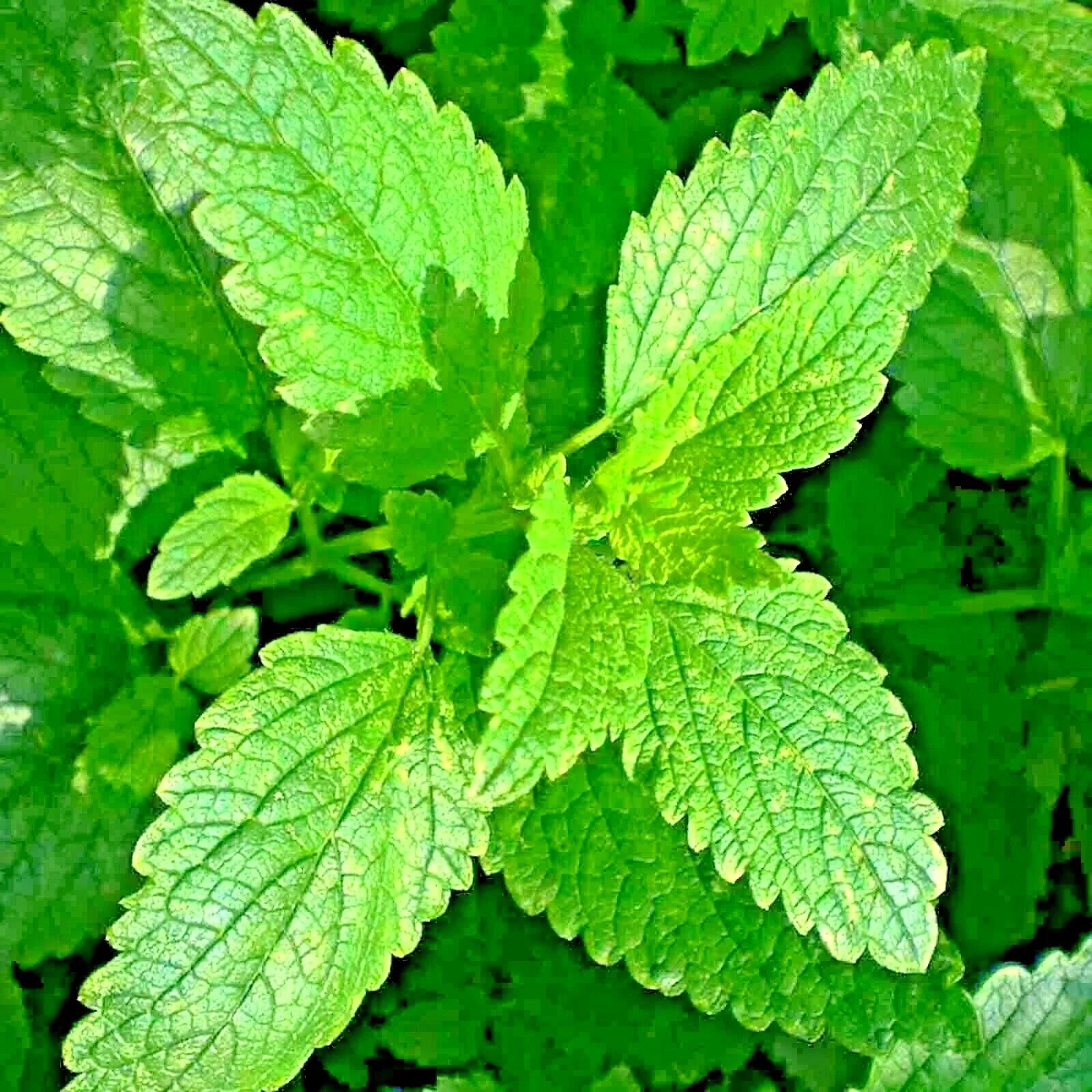 Lemon Balm Seeds, Non-GMO Perennial, Citronella, Insect Repellent, Melissa officinalis, 2000+ Seeds