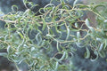 Curly Willow Tree Cuttings - 5 Stem Propagation - Corkscrew Willow Salix matsudana ‘Tortusa’