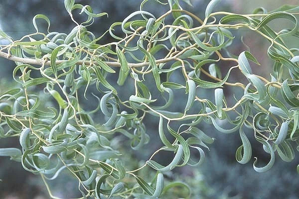 Curly Willow Tree Cuttings - 5 Stem Propagation - Corkscrew Willow Salix matsudana ‘Tortusa’