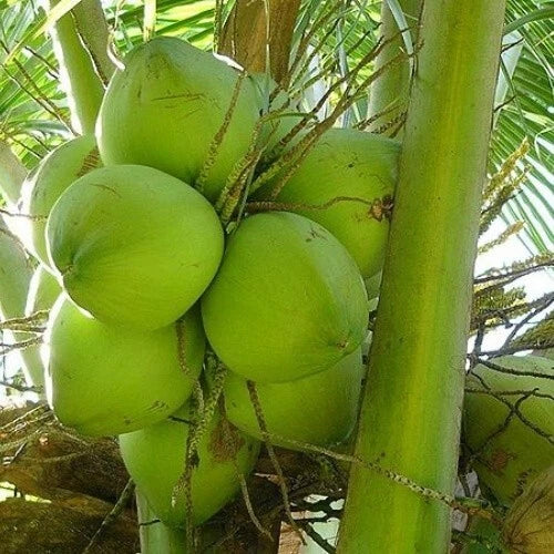 Dwarf Green Malayan Coconut Seedlings – 6–8 Inch Sprouted Cocos nucifera, Certified Costa Rica Tropical Plant