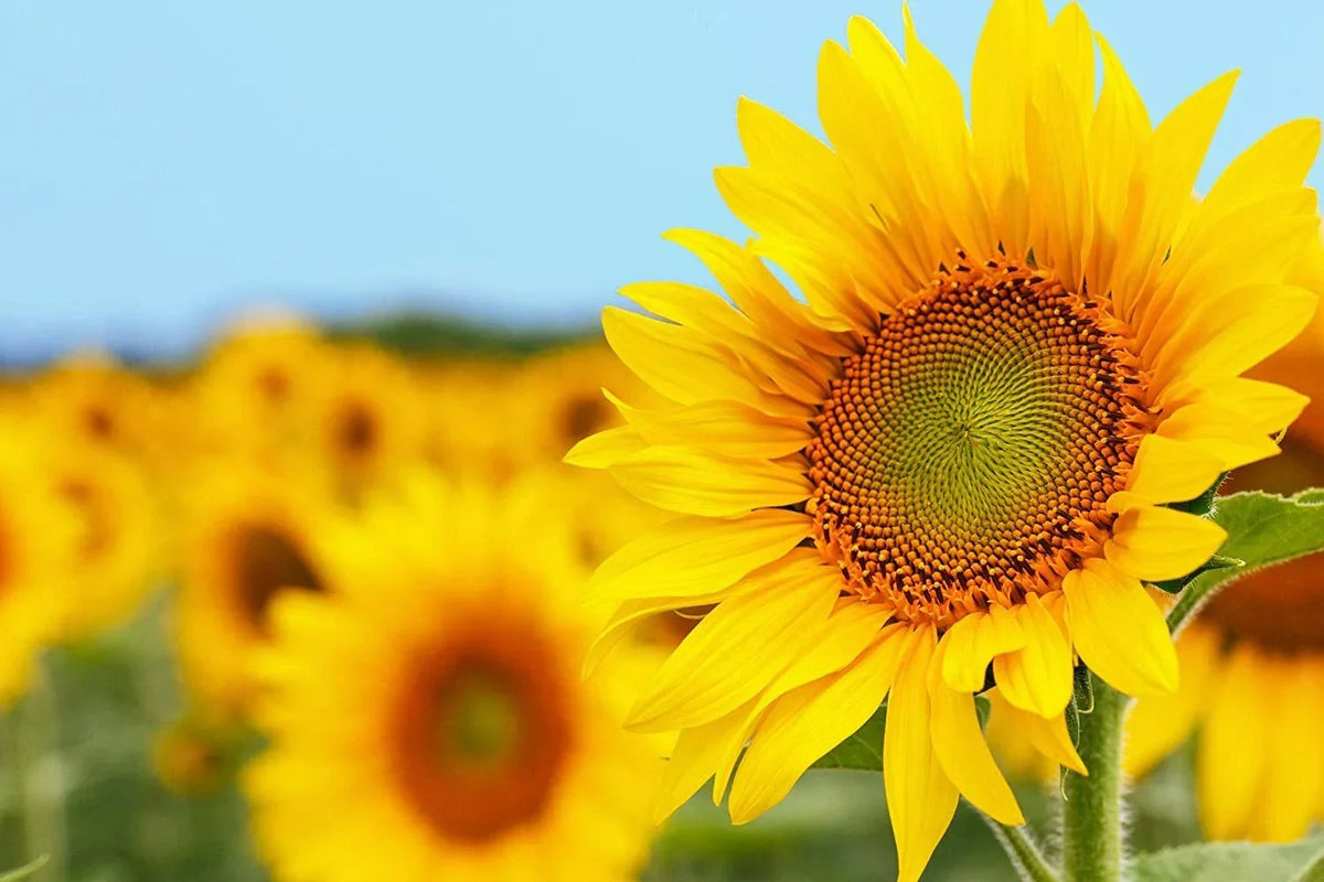 50 Grey Striped Mammoth Sunflower Seeds - Helianthus annuus - Large Vibrant Blooms, Tall Growth, Full Sun, Garden, Cut Flowers