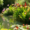 Canna Aquatic Plants 2 Pack Bare Root Thalia dealbata Water Garden Flowers for Ponds and Landscapes