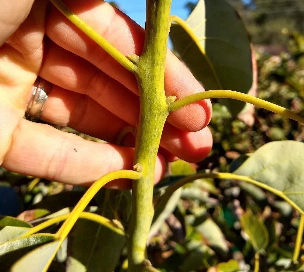 Fresh Avocado Scions - Reed Variety - 5 Pack Grafting Cuttings - Persea americana