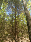 Eastern Red Cedar Seeds - Juniperus virginiana, Organic, Non-GMO, Pack of 100, Evergreen Tree, Blue-Green Foliage, Free Shipping