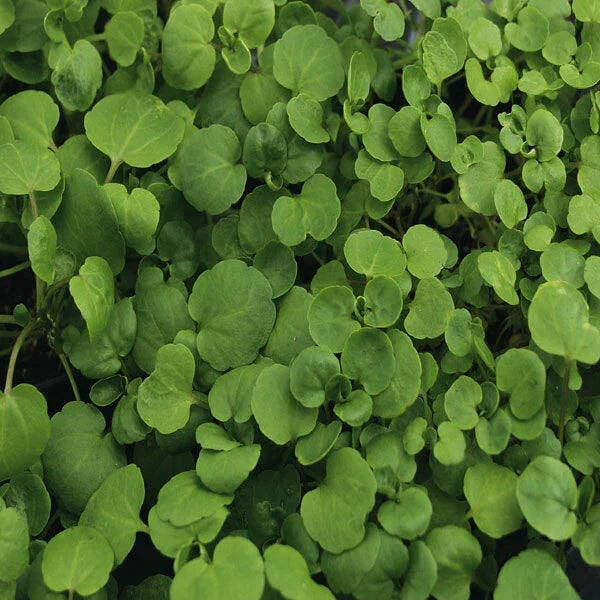 Watercress Seeds | 1,000 Non-GMO Heirloom Nasturtium officinale for Culinary & Water Gardens