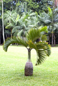 Palm Seeds for Planting - Hyophorbe lagenicaulis - Rare Bottle Palm Seeds - Tropical Gardening Supplies