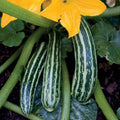 Cocozelle Summer Squash Seeds – 20 Count, Fast-Growing Zucchini, Cucurbita pepo, Ready in 45 Days, Heirloom, Home Garden