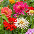 Cactus Flowered Zinnia Seeds Mix - 100+ Pack for Garden Planting - Zinnia elegans - Vibrant Colors, Attracts Pollinators