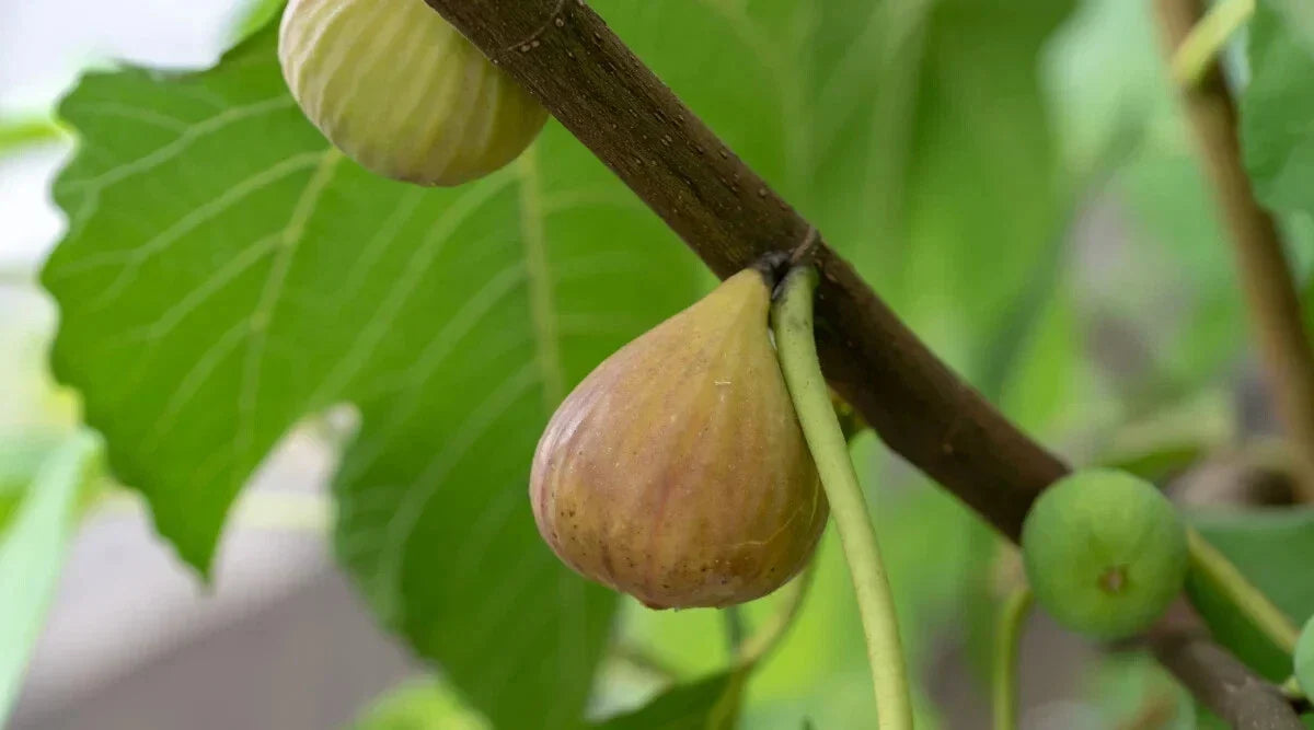 Atreano Fig Seeds - Ficus carica Fruit Tree for Garden Planting, Non-GMO, USA Grown, Free Shipping