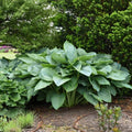 Empress Wu Hosta Plant – Large Green Foliage Perennial – Shade Garden, Landscape, Container Plant – Hosta 'Empress Wu'
