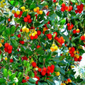 Strawberry Tree Seeds - Arbutus Unedo - Irish Killarney Variety - Edible Fruit & Ornamental Shrub Seeds